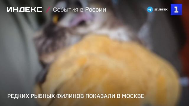Редких рыбных филинов показали в Москве смотреть онлайн