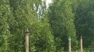 Наше тыквенное поле - прошло пять недель