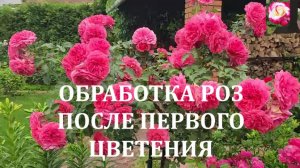 ЗАЩИЩАЮ РОЗЫ ОТ БОЛЕЗНЕЙ ПОСЛЕ ПЕРВОГО ЦВЕТЕНИЯ