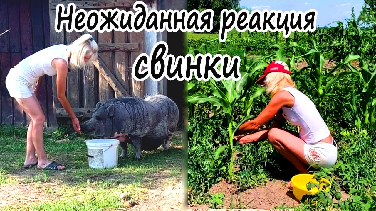 ДЕРЕВЕНСКИЙ БЫТ. СОБИРАЮ ГОРОХ И КУПАЮ СВИНКУ! ЖИЗНЬ НА КРАЮ СЕЛА У ЛЕСА. смотреть онлайн