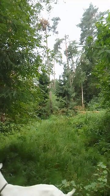 Гуляем с козами в лесу перед грозой. 2 часть.