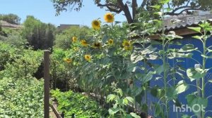 🌻Подсолнухи/Третий раз обрезала усы/Ремонтантная малина