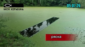 Херабуна. Ряска.
