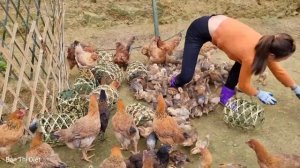 90 дней от выращивания цыплят до продажи на рынке. Впервые пробую жареную колбас.
