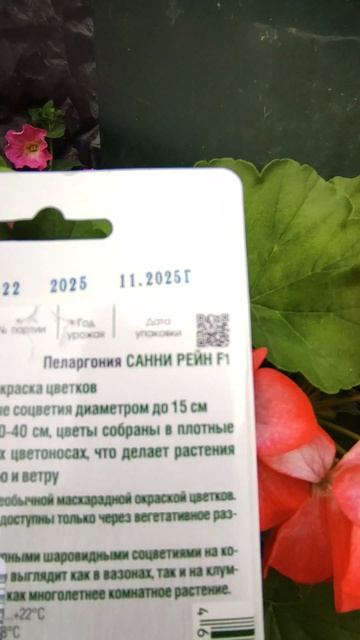 Пеларгония.