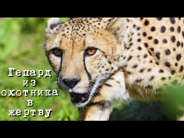 Гепард. Из охотника в жертву. смотреть онлайн