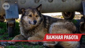 Более 19 тысяч животных за 10 лет льготно стерилизовали волонтёры в Иркутске