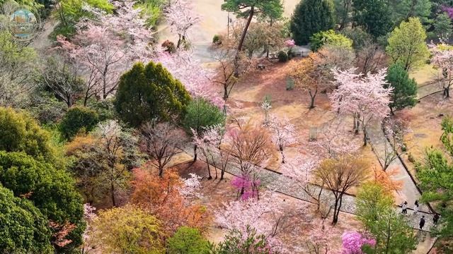 Himeji Spring 🌸 Blooming Sakura, Historic Castle Grounds & Relaxing Spring Views смотреть онлайн