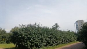 Перед ливнем и грозой за полчаса