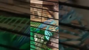 Я не знаю что здесь писать Ладно напишу ооооооолллллаааадушки