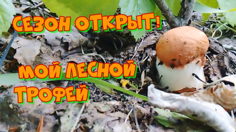 Сезон открыт! мой первый подосиновик . смотреть онлайн