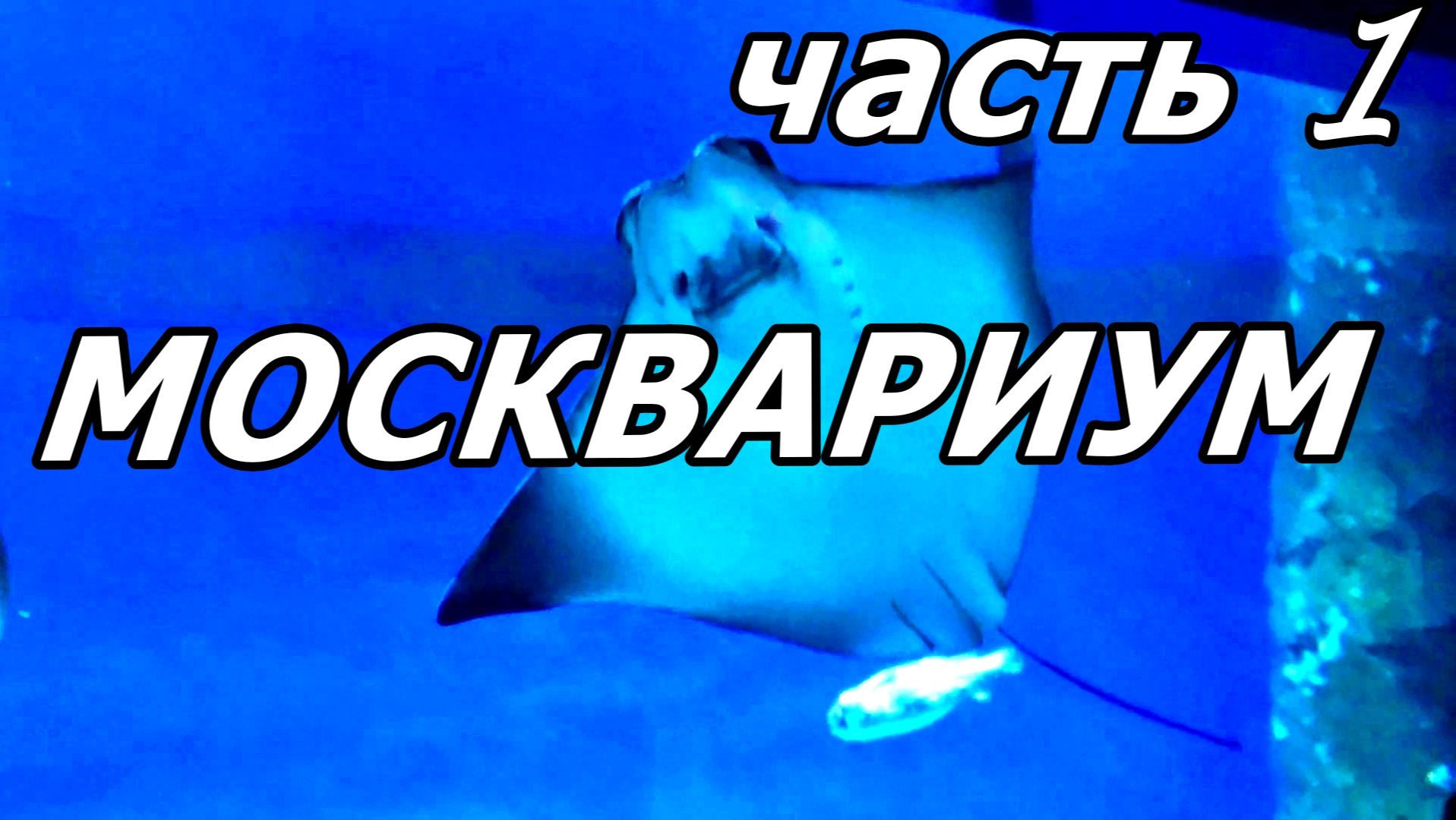 ТАЙНЫ МОСКВАРИУМА. ЧАСТЬ 1: НА ЭТО МОЖНО СМОТРЕТЬ ВЕЧНО... 🌊 смотреть онлайн