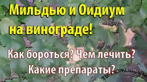 Мильдью и Оидиум на винограде! Как бороться? Чем лечить? Какие препараты?