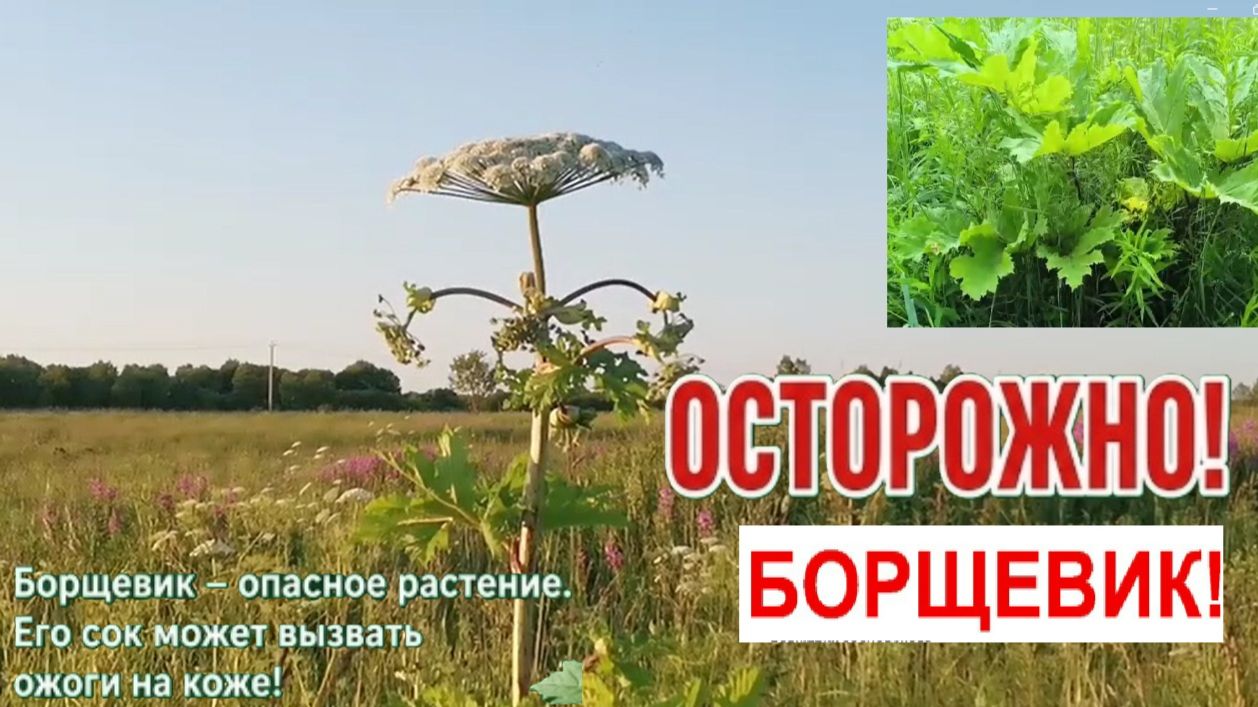 Прогулки на природе