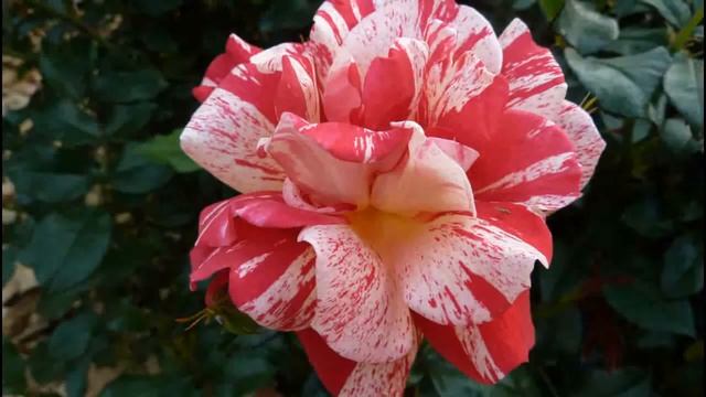 "БЕЛЫЕ РОЗЫ" группы "Ласковый Май" пою я - А. Лешванов - Корея, Сеул, Everland Rose Garden Samsung смотреть онлайн