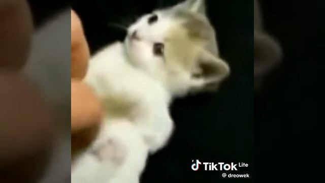 коты смотреть онлайн