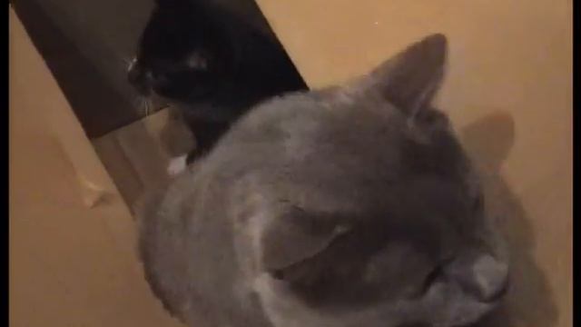 Сложная задача для котенка смотреть онлайн