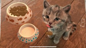 Little Kitten Дошкольные Приключенческие Образовательные Игры iOS Дети Весело Играют Милый