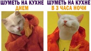 Выбор очевиден) Приколы с котами
