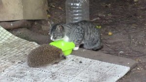 Колючий рейдер. Ёж отжал у кота кошачий корм