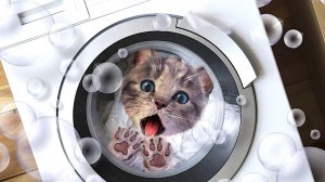 Приключения маленького котенка игры про котят из мультфильма для детей и малышей #ММ