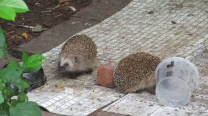 Ежи пришли из леса на запах кошачьего корма