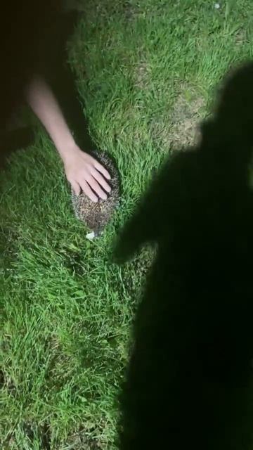 у нас ёжик в деревне смотреть онлайн