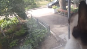 Симба 1.mp4