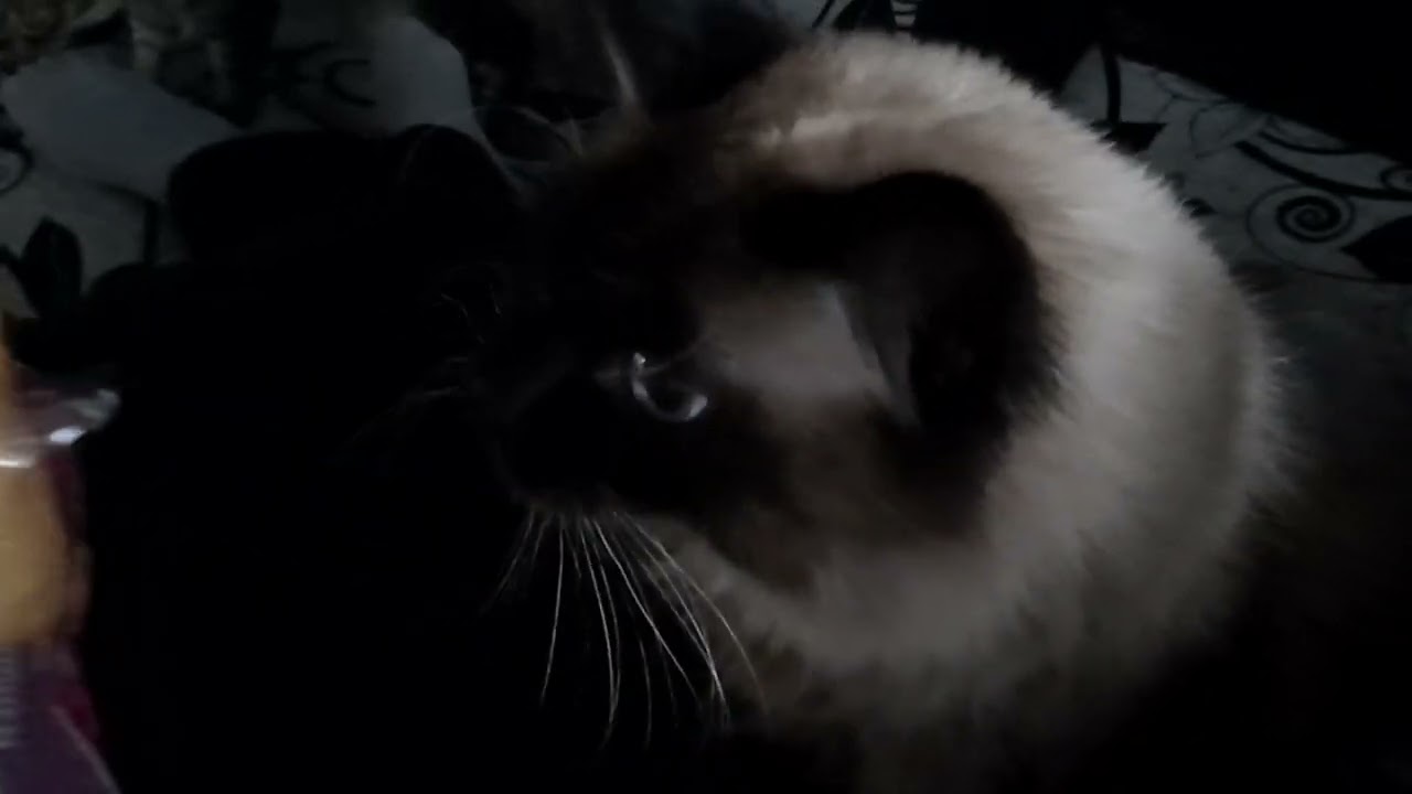 мои сладкие булочки 😻😻 смотреть онлайн