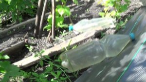 Ртищевский виноград,Прививки начало(продолжение) 24.06.26