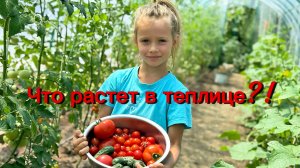 Что растет в теплице?!