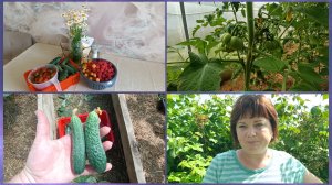 Собираю урожай.У кого дела,а у кого и делишки.Сравнение🥒