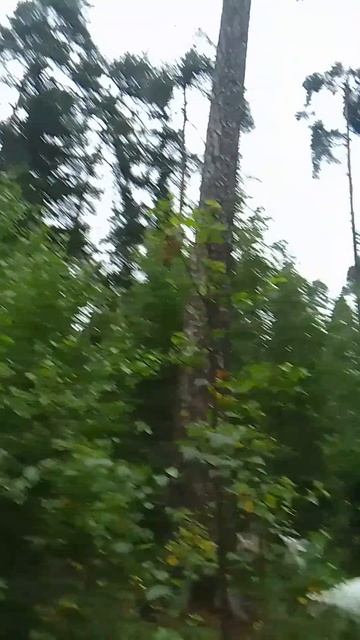 Гуляем с козами в лесу перед грозой. 3 часть.