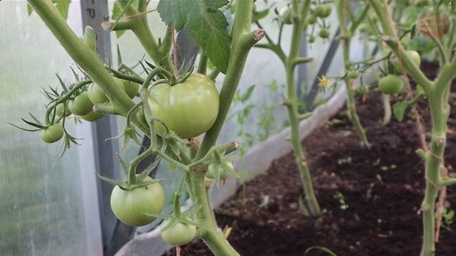 Подкормите этим томаты в июле чтобы завязалось и выросло очень много сладких помидор.