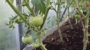 Подкормите этим томаты в июле чтобы завязалось и выросло очень много сладких помидор.