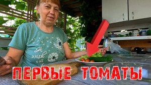 ПЕРВЫЕ ТОМАТЫ