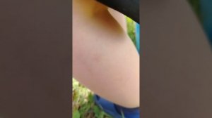 ловим саранчу и кузнечиков