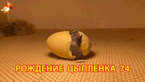 Вылупление цыпленка из яйца в инкубаторе версия 74