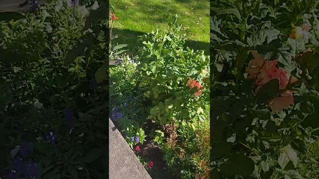 Georgin Георгиновый сезон🌼🌸 смотреть онлайн