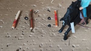 типы лошадей, шляйх на тренировке и не только.