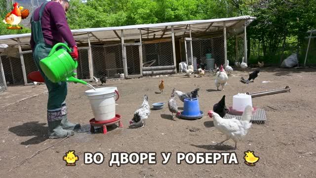 Содержание кур в домашних условиях и других птиц во дворе у Роберта 🐣🐤🦆🐔🪿🦃 (548) смотреть онлайн