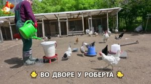 Содержание кур в домашних условиях и других птиц во дворе у Роберта 🐣🐤🦆🐔🪿🦃 (548)