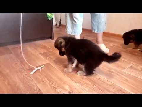 Шустрая девочка Симы смотреть онлайн