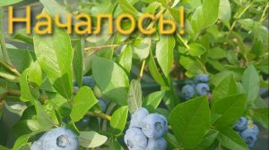В Подмосковье начала спеть голубика! Первые ягодки на моей семейной мини плантации Небесная ягода