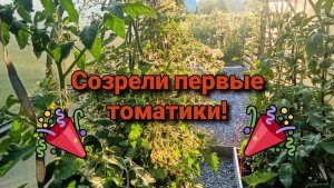 Созрели первые томатики!