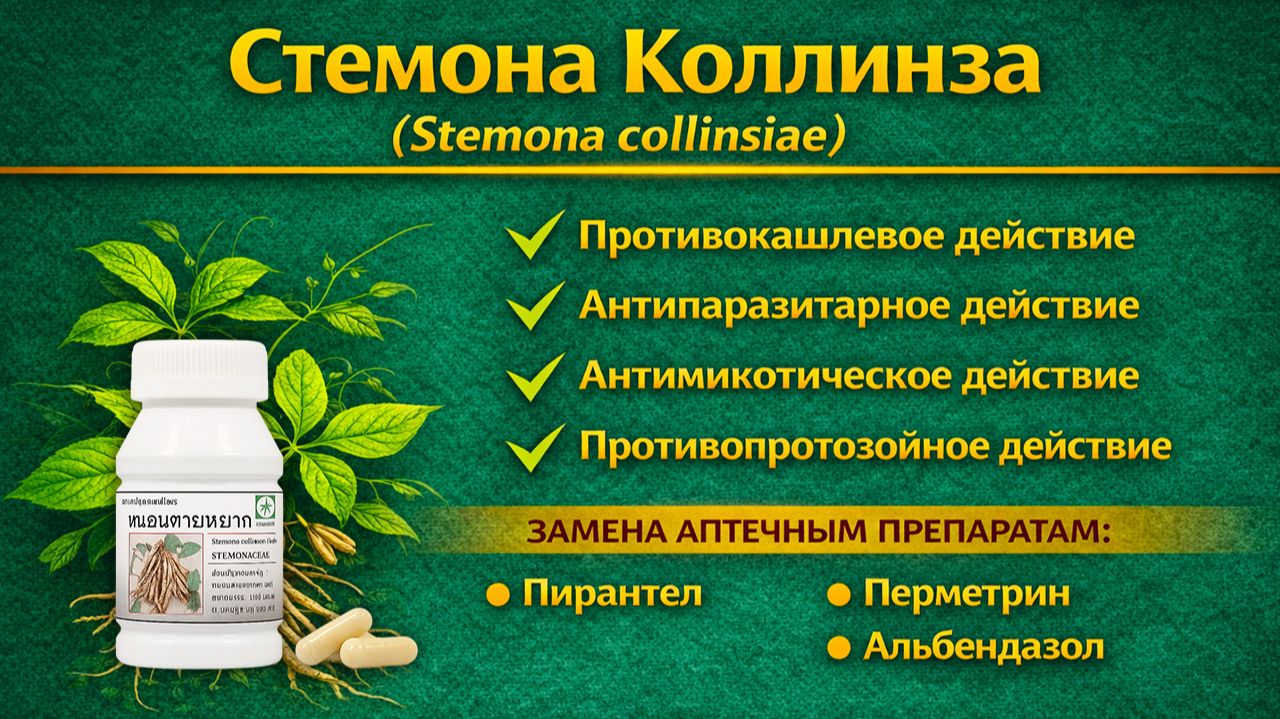 Стемона Коллинза (Stemona Collinsiae) капсулы