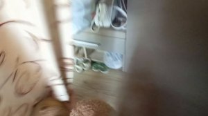 день рождения капибар 1 часть