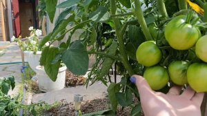 Сибирь. Омск. Обзор томатов 🍅, в открытом грунте. часть 1.