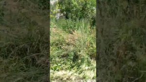 MOV_20260711_155453_390