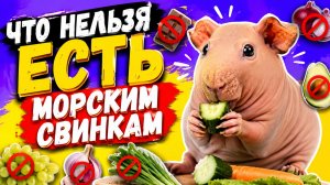 Что можно и что нельзя в рационе морских свинок.